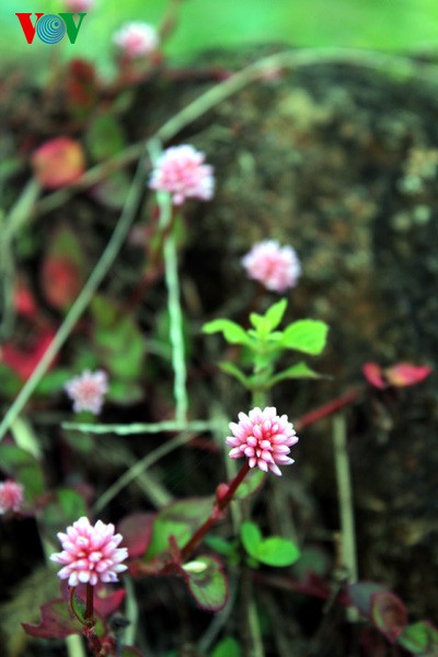 Spring flowers blossoming in northwestern region  - ảnh 9